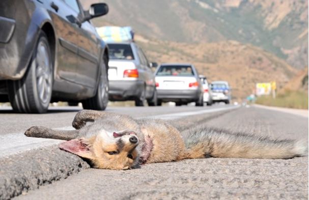 آمار تلفات گونههای جانوری پارک ملی گلستان طی 2 دهه اخیر