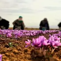 قیمت زعفران سر به فلک کشید
