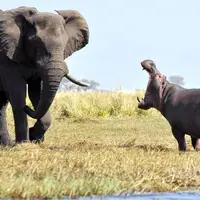 حمله فیل خشمگین به اسب های آبی