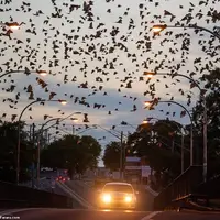 حمله ۳۰۰ هزار خفاش به شهری در استرالیا