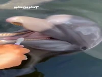 مسواک زدن جالب دلفین ها