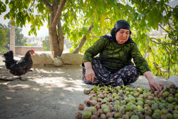 برداشت گردو در روستاهای کهگیلویه و بویراحمد