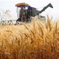 وزیر جهاد کشاورزی: نرخ خرید تضمینی گندم تا اوایل هفته آینده اعلام می‌شود