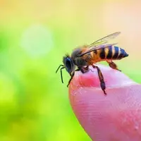 آیا نیش زنبورها باعث مرگ می‌شود؟