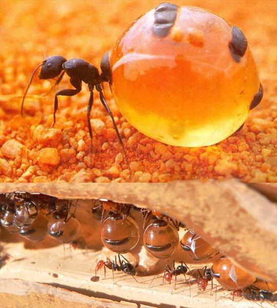داستانک/ مورچه و طمع عسل