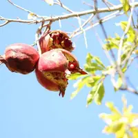 توضیحات جهاد کشاورزی در رابطه با آفت باغات انار کوشک بویراحمد