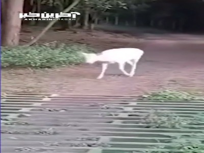 یک تجربه افسانه‌ای؛ مشاهده پرسه یک گوزن سفید کمیاب