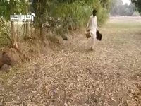 تله عجیبی که جوان پاکستانی برای شکار کبوتر‌ها می‌سازد!