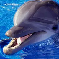 مسواک زدن دلفین را تا حالا دیده‌اید!