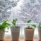 روشی برای رطوبتی کردن خاک گیاهان در زمستان