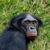 کمین ماهرانه شامپانزه برای شکار گوزن!