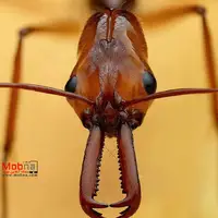 گوناگون/ توانایی این مورچه شما را شگفت زده می کند!