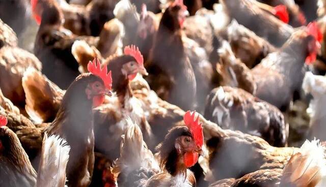 تولید انرژی پاک از پر مرغ!
