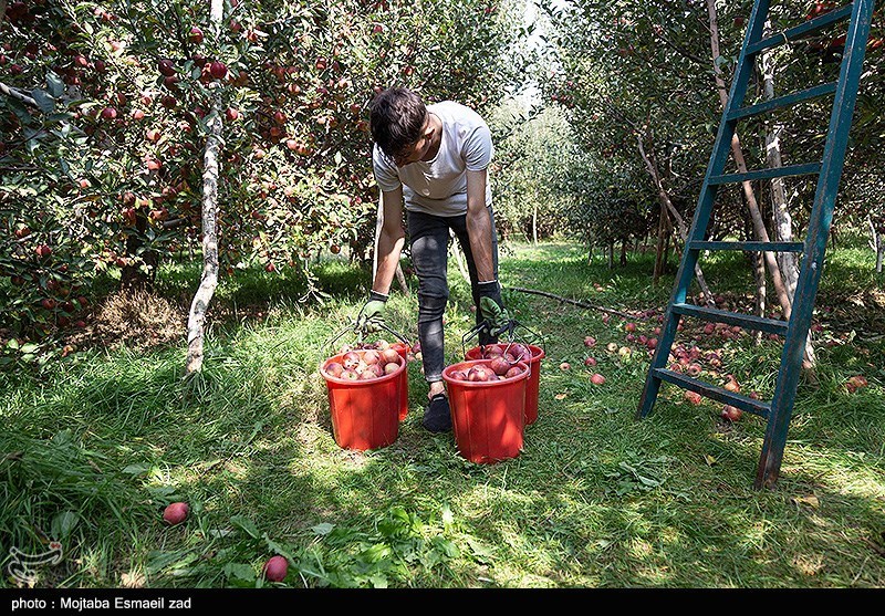 عکس/ برداشت سیب از باغات ارومیه