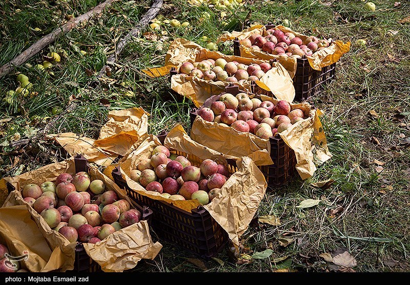 عکس/ برداشت سیب از باغات ارومیه