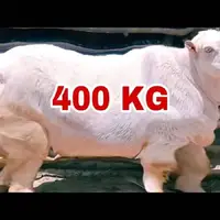5 حیوانِ غول پیکر جهان؛ این بز با 400 کیلوگرم اول شد!