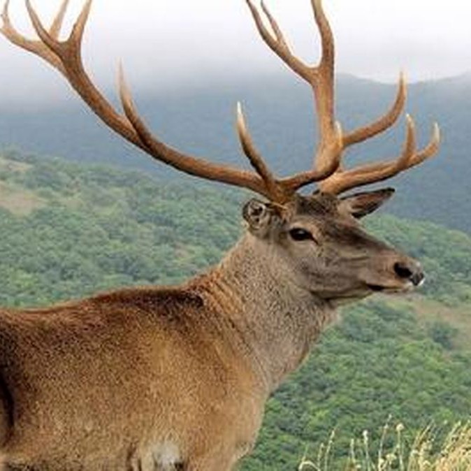 صحنه‌ای از زندگی گوزن‌های قرمز در طبیعت زیبای پاییزی