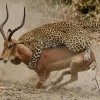 شکار ماهرانه یک ایمپالا توسط پلنگ