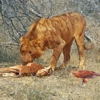 رقابت عقاب، لاشخورها و شیرها بر سر لاشه ایمپالا