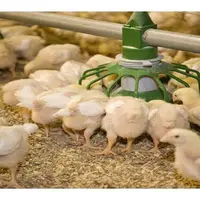 تولید ۱۱ میلیون قطعه مرغ گوشتی در واحدهای مرغداری سیستان و بلوچستان