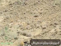 مشاهده همزمان ۵ قلاده یوزپلنگ ایرانی در توران