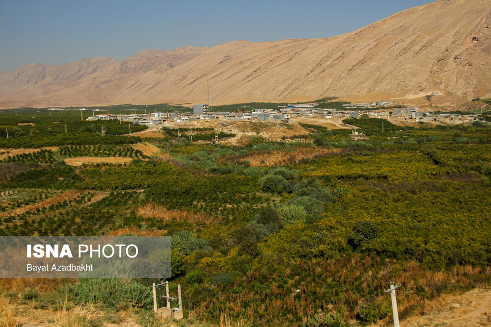 عکس/ «تنگ سیاب» بزرگترین انارستان در لرستان