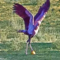 مهارت شگفت انگیز فوتبال بازی کردن یک مرغ منشی