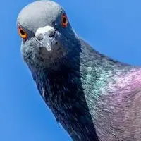 شباهت عجیب هوش‌ مصنوعی و کبوترها!
