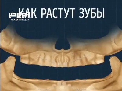 فیلمی از نحوه رشد دندان‌ها در طول عمر