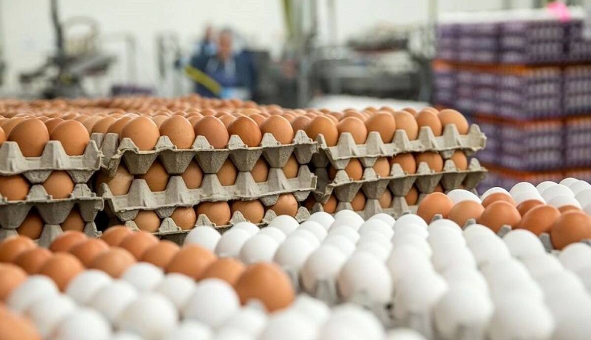 قیمت تخم‌مرغ منطقه‌ای شد؛ قیمت رسمی افزایش می یابد؟