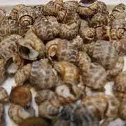 کشف ۴۰ کیلوگرم صدف بابیلون در دریای عمان