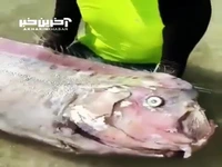 جانور مرموز در آبهای مکزیک