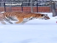 بازیگوشی ببر در برف