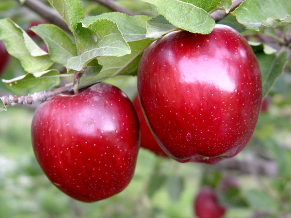 لحظه هایِ زیبای چیدن سیب از درخت‎ان مراغه