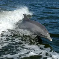  تصاویر نادر ورود دسته دلفین‌ها به ساحل چابهار