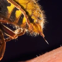 نمایی نزدیک از نحوه عملکرد نیش زنبور