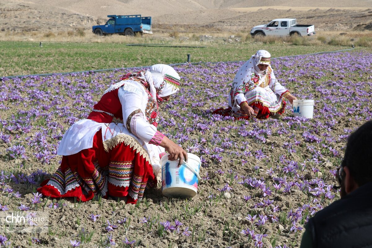 برداشت طلای سرخ از مزارع فاروج خراسان شمالی