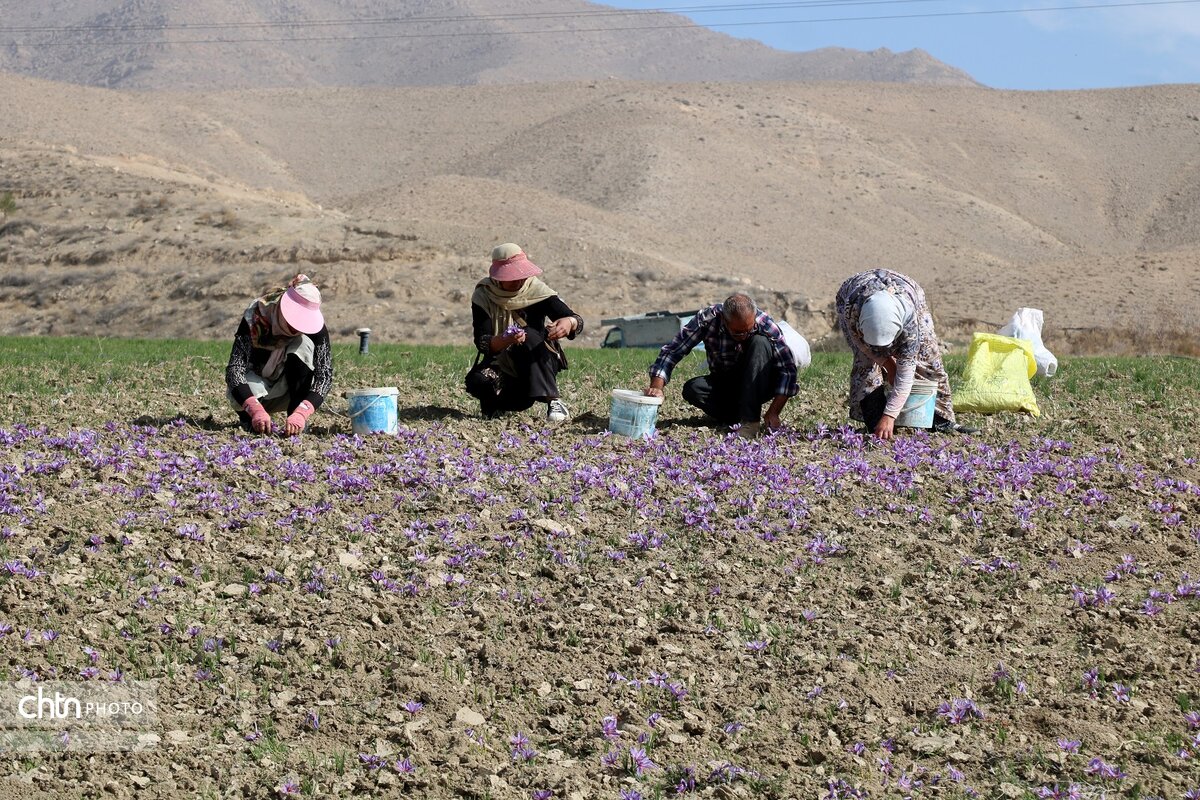 برداشت طلای سرخ از مزارع فاروج خراسان شمالی