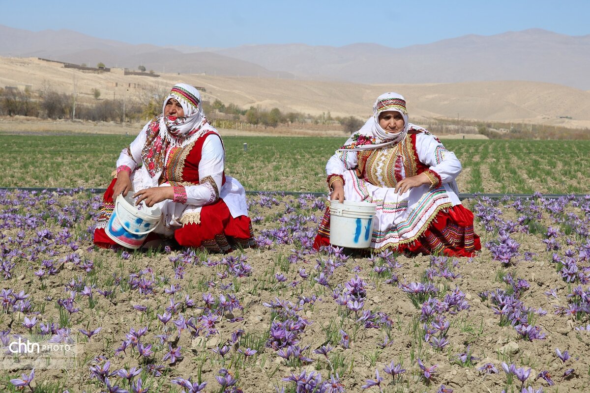 برداشت طلای سرخ از مزارع فاروج خراسان شمالی