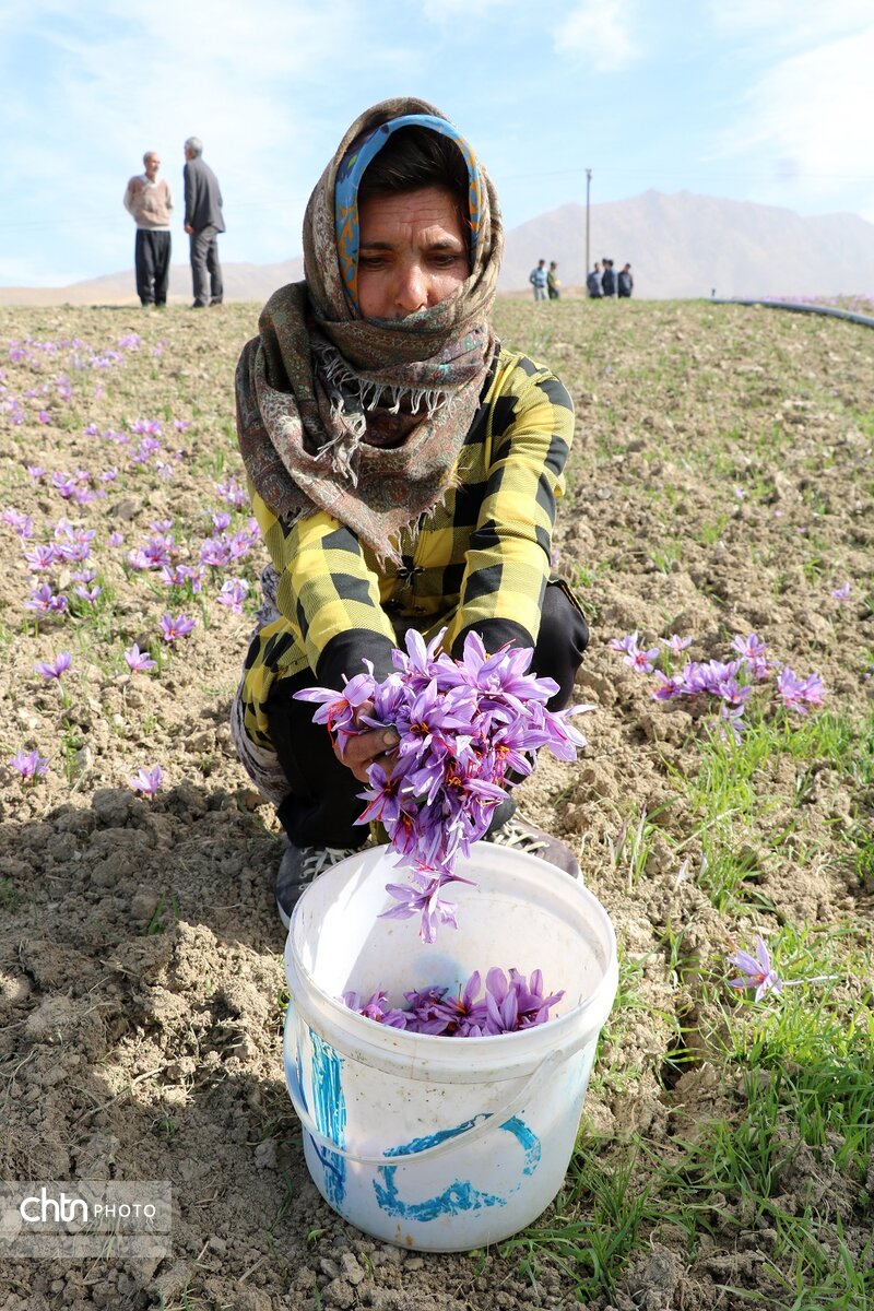 برداشت طلای سرخ از مزارع فاروج خراسان شمالی