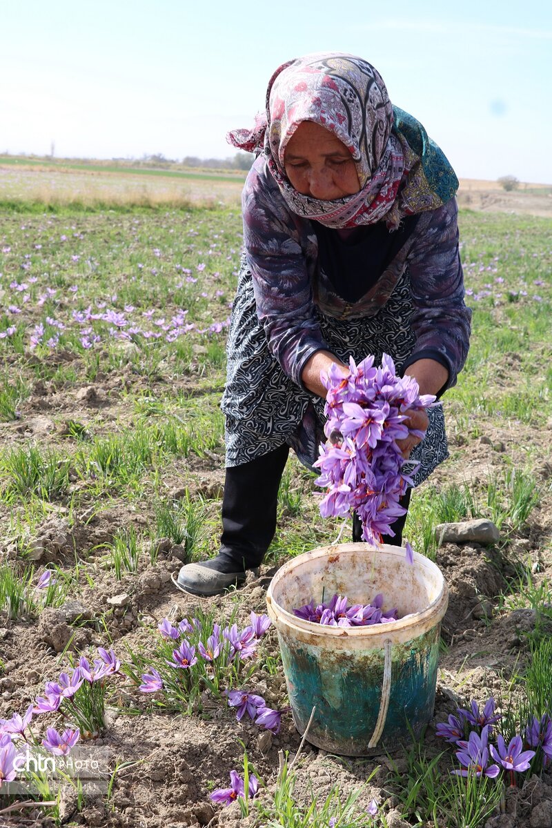 برداشت طلای سرخ از مزارع فاروج خراسان شمالی