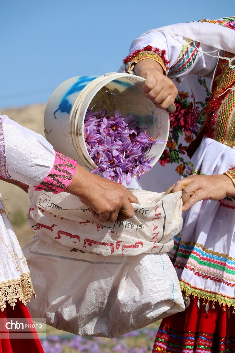 برداشت طلای سرخ از مزارع فاروج خراسان شمالی