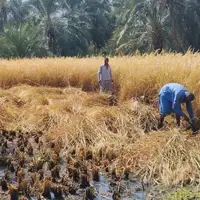 برداشت کشت دوم برنج در شهرستان فنوج