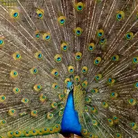 قابی از زیبایی های طاووس