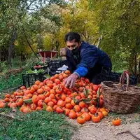 برداشت خرمالو از ۹۳ هکتار باغات استان قزوین