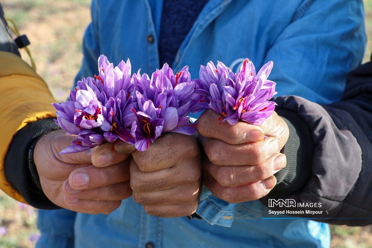 عکس/ برداشت گل زعفران در مشهد