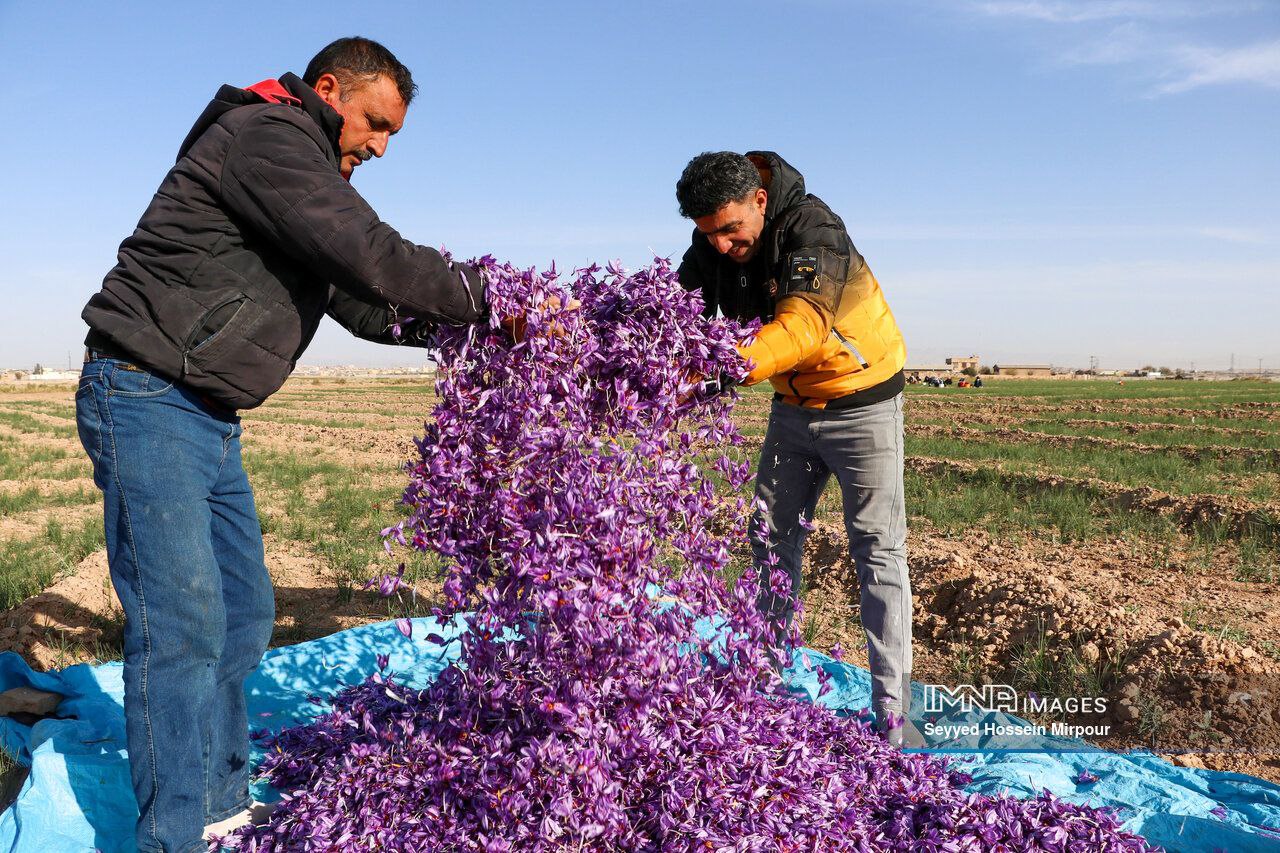 عکس/ برداشت گل زعفران در مشهد