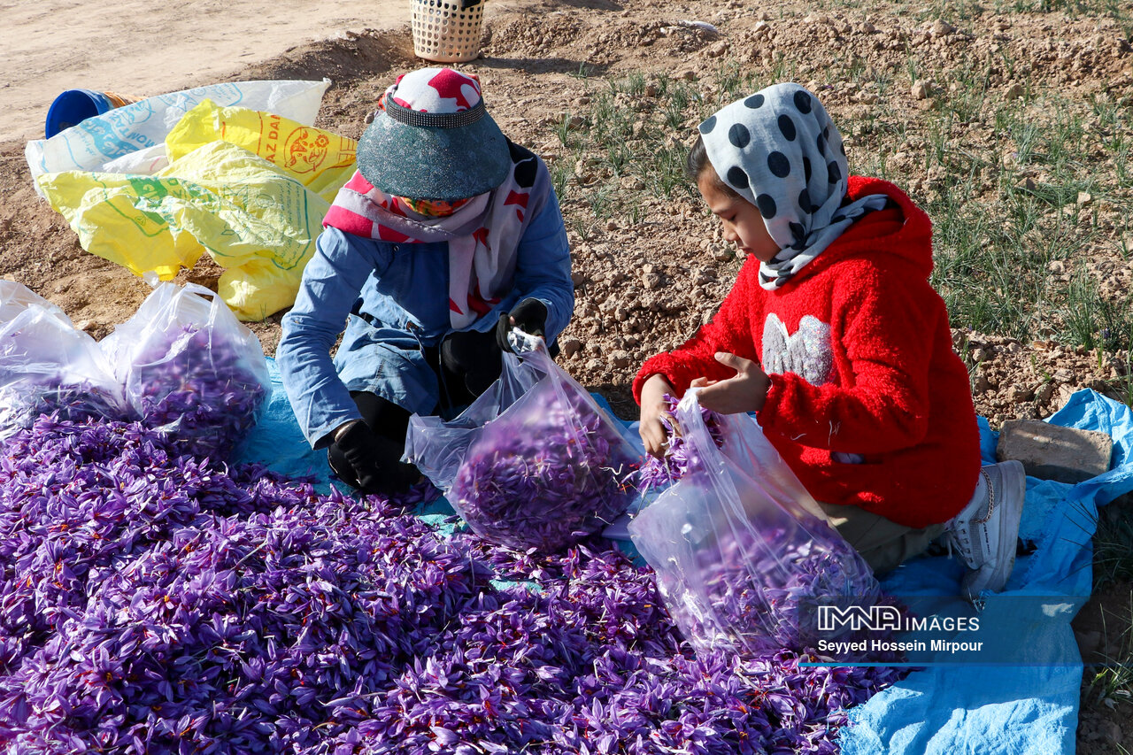 عکس/ برداشت گل زعفران در مشهد