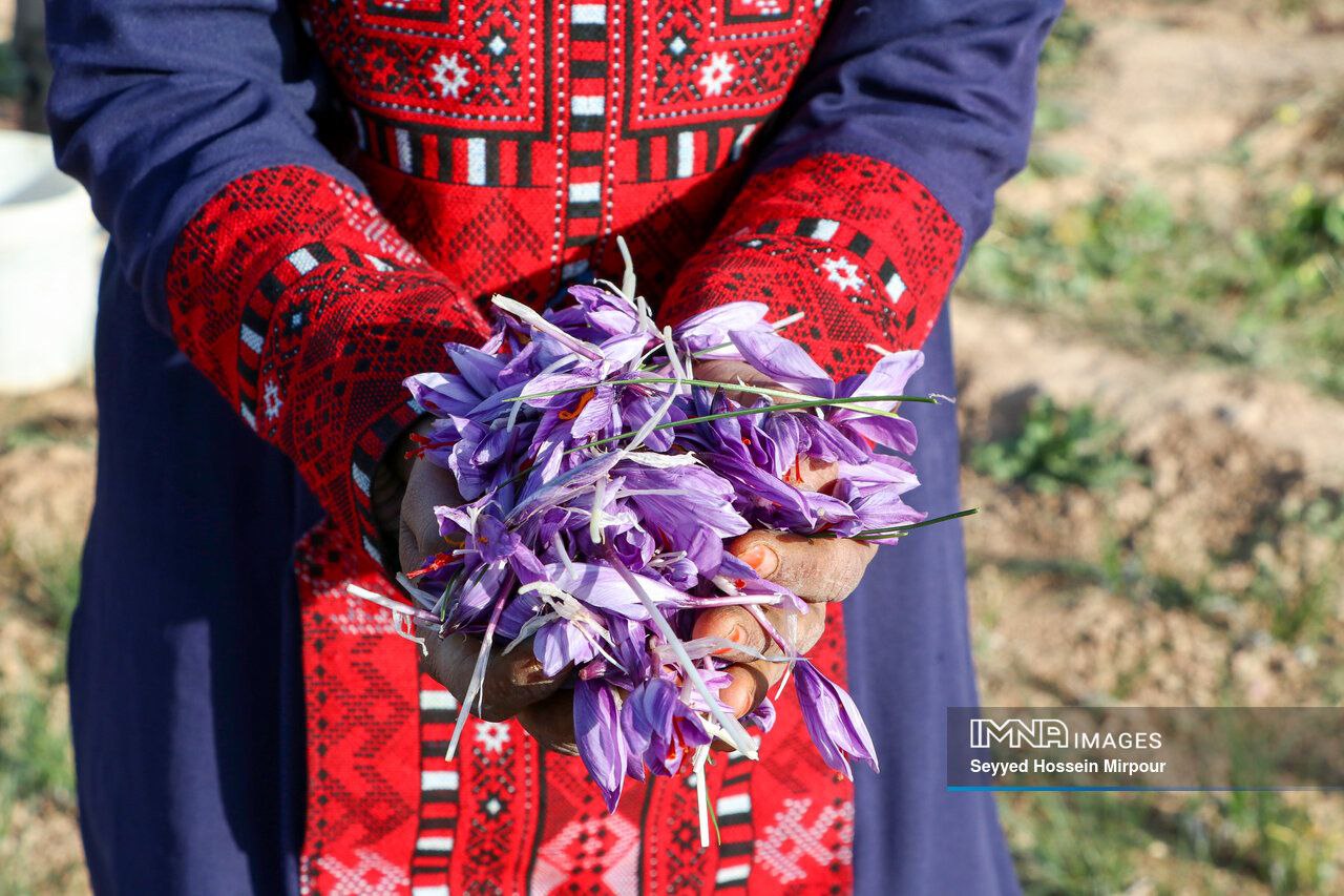 عکس/ برداشت گل زعفران در مشهد