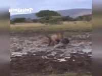 شکار گوزن یالدار توسط شیر در باتلاق مرگ